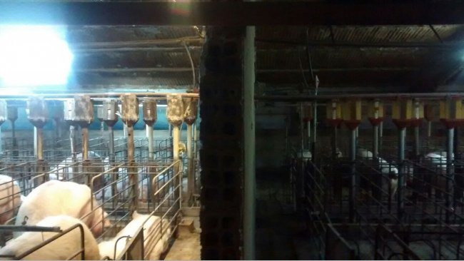 Foto 1. Diferencia de iluminaci&oacute;n en la gestaci&oacute;n antes y despu&eacute;s &nbsp;de la instalaci&oacute;n de un sistema extra de aporte de luz.
