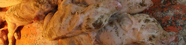 Severe scouring, dehydration, and high mortality in baby pigs.
