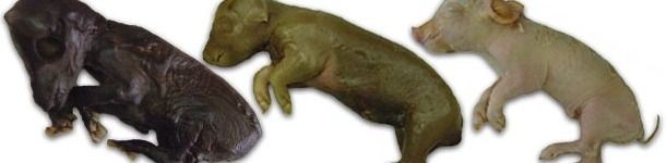 PCV2 outcome at birth