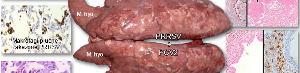 Lungs from a pig suffering from PRDC