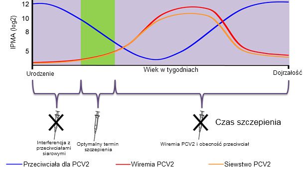 Optimal time for piglet PCV2 vaccination