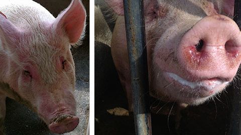 Diseased sows with EM, accompanied with depression, anorexia, fever, moderate breathing difficulties, eye and nasal discharge with mucus and blood