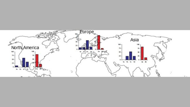 Geographic prevalences of different TTSuV strains
