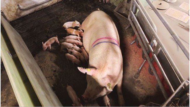 SWAP system in the sow-stall-free period. Courtesy of Christian Fink Hansen
