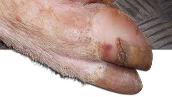 Pęknięcie poprzeczne na ścianie racicy.