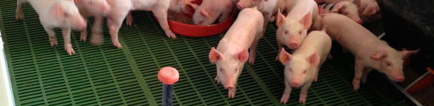 Large supply of feed and water.