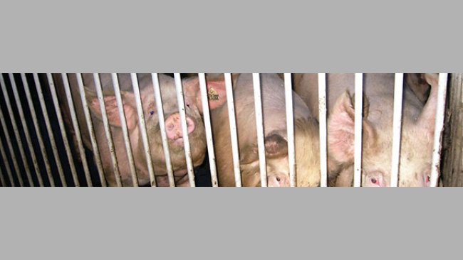 Protokoły dla loszek remontowych