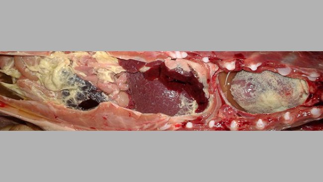 Włóknikowe zapalenie błon surowiczych u prosięcia po odsadzeniu