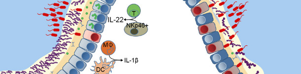 Ochrona błony śluzowej przewodu pokarmowego.