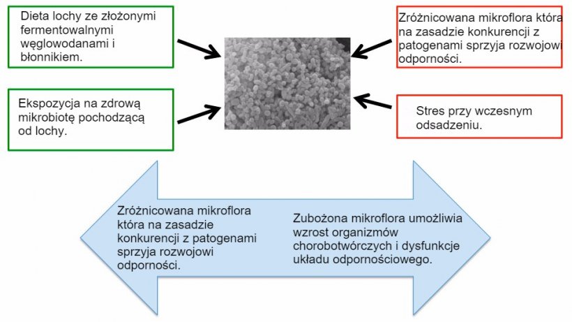 Rysunek 2. Czynniki wpływające na rozw&oacute;j zdrowej mikroflory.
