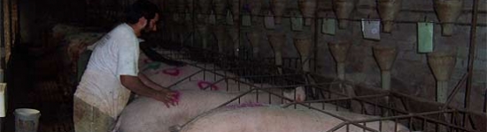 Recela y cubrici&oacute;n de cerdas en jaula (I)