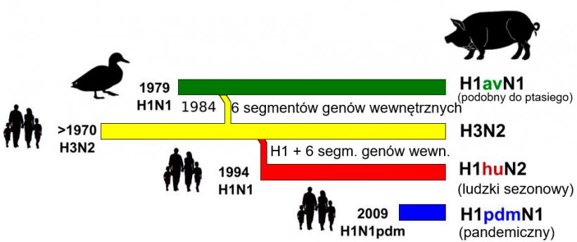 Rycina 1. Historia i pochodzenie wirus&oacute;w grypy A (IAV) u świń w Europie. Należy podkreślić, że żaden z obecnie krążących u świń szczep&oacute;w nie pochodzi od tego gatunku zwierząt.
