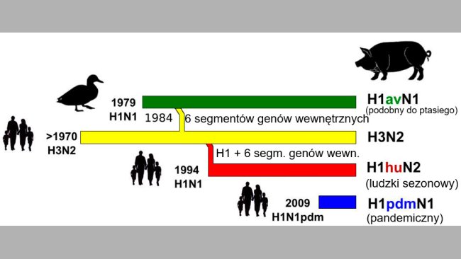 Rycina 1. Historia i pochodzenie wirusów grypy A (IAV) u świń w Europie. Należy podkreślić, że żaden z obecnie krążących u świń szczepów nie pochodzi od tego gatunku zwierząt.