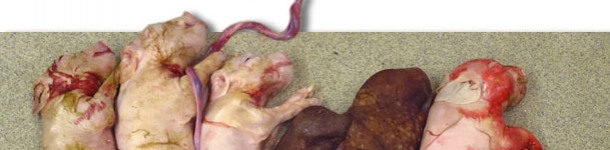 Miot lochy doświadczalnie zakażonej PCV2 w czasie inseminacji. Uwagę zwraca małą liczebność miotu i obecność dw&oacute;ch mumifikat&oacute;w.