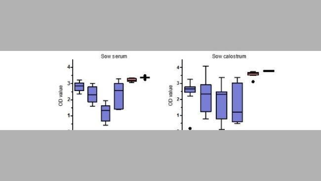 Poziomy specyficznych IgG anty-PCV2 w surowicy i siarze