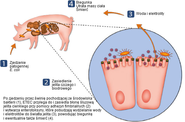 Ryc. 3. W jaki spos&oacute;b ETEC wywołuje chorobę.
