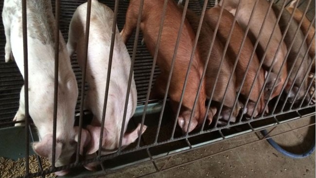 Zarządzanie żywieniem w odchowalniach