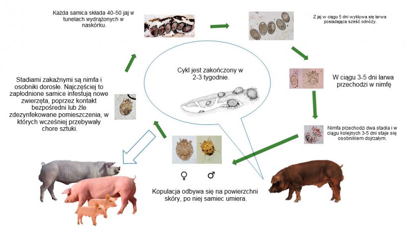 Ryc1. Cykl biologiczny Sarcoptes scabiei
