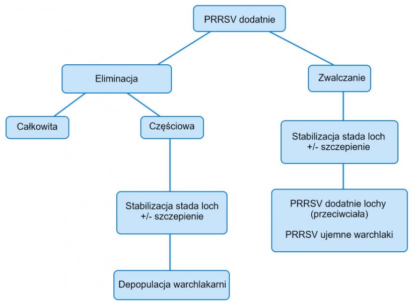 Rycina 1. Schemat r&oacute;żnych kierunk&oacute;w postępowania w stadzie PRRSV dodatnim.
