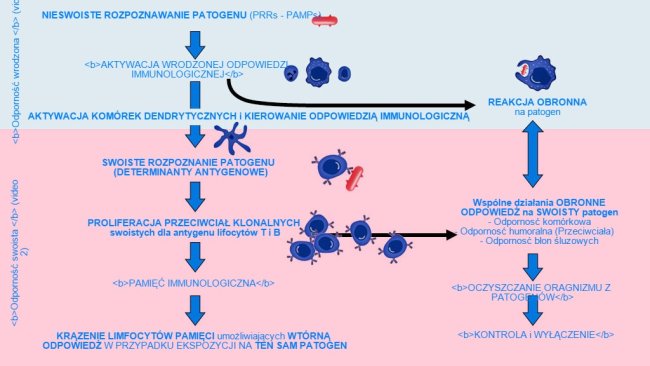 Rysunek 1. Fazy indukcji, aktywizacji i rozwoju wrodzonej i swoistej odporności w odpowiedzi na pojawienie się patogenu.