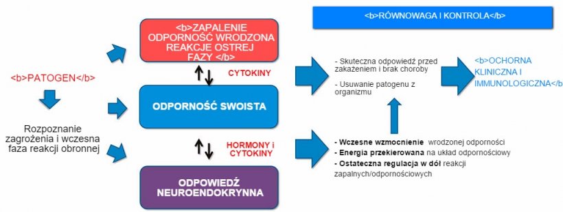 Rysunek 2a. Interakcje pomiędzy układami immunologicznym a neuroendokrynnym w kontrolowanym i niekontrolowanym rozwoju odpornośći.&nbsp;
