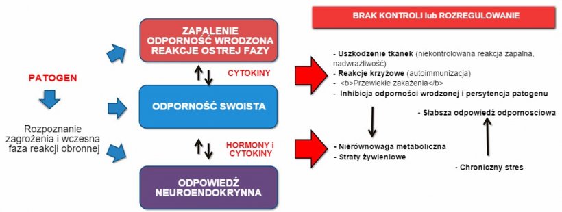 Rysunek 2b: Interakcje pomiędzy układami immunologicznym a neuroendokrynnym w kontrolowanym i niekontrolowanym rozwoju zapalenia&nbsp;/odpornosći: chroniczne zapalenia lub&nbsp;ciągłe&nbsp;zakażenia&nbsp;są związane z zaburzeniami metabolicznymi..
