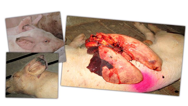 Fot. 2: Martwica końc&oacute;wek uszu i zapalenie w płatach doczaszkowych i środkowych płuc.
