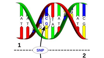 Genomika &ndash; łączenie SNP z wydajnością hodowlaną