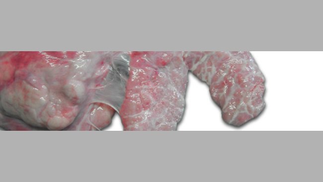 Right lung of a pig. Chronic ventro-cranial pleuritis involving the cardiac lobe and the cranial part of the diaphragmatic lobe.