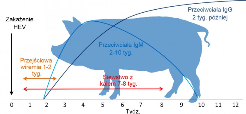 Odpowiedź na zakażeniee HEV
