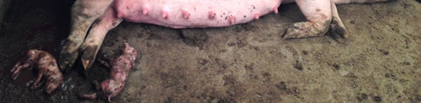 Przedwczesne porody w kojcach grupowych dla ciężarnych loch.