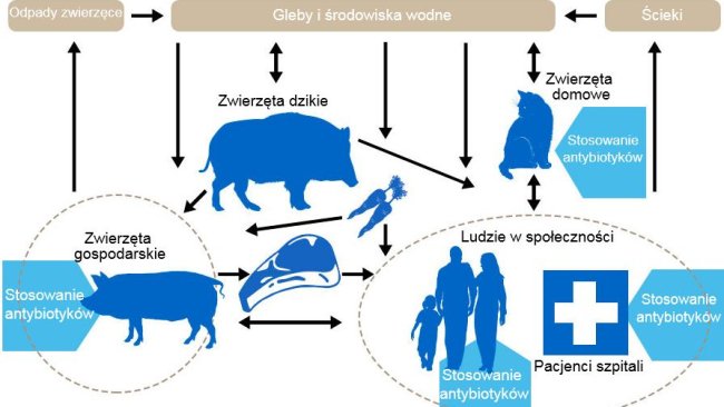 Schemat przedstawiający determinanty oporności na antybiotyki wśród różnych rezerwuarów. Niebieska strzałka wskazuje punkty podawania antybiotyków. Http://www.effort-against-amr.eu/
