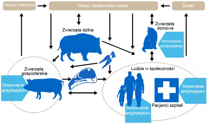 Schemat przedstawiający determinanty oporności na antybiotyki wśr&oacute;d r&oacute;żnych rezerwuar&oacute;w. Niebieska strzałka&nbsp;wskazuje punkty podawania&nbsp;antybiotyk&oacute;w. Http://www.effort-against-amr.eu/

&nbsp;

&nbsp;
