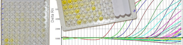 Serologies against PCV2 normally distinguish between IgM and IgG, and q-PCR gives us information about the viral load