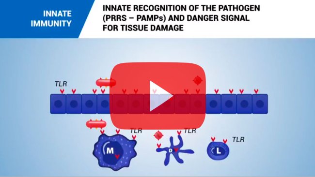 Odporność wrodzona