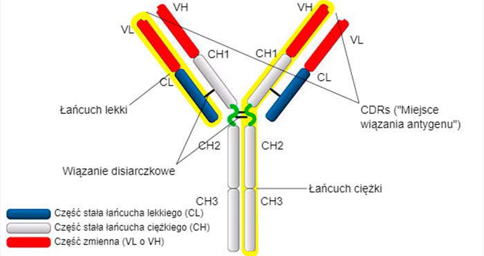 Rodzaje i struktura&nbsp;IgG&nbsp;
