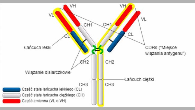 Rodzaje i struktura IgG 