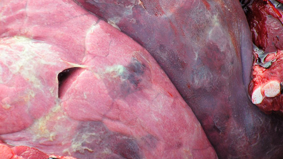 <p>Ryc. 4: Zmiany w płucach wywołane przez App.</p>
