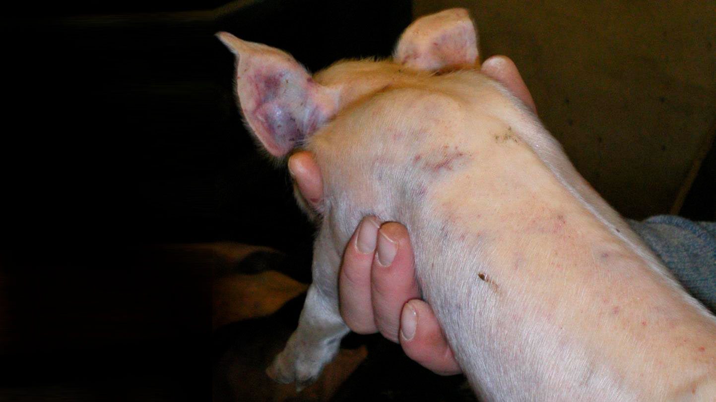 <p>Ryc. 5. Rany i duża liczba wybroczyn pod nask&oacute;rkiem u 7 dniowego prosięcia.</p>
