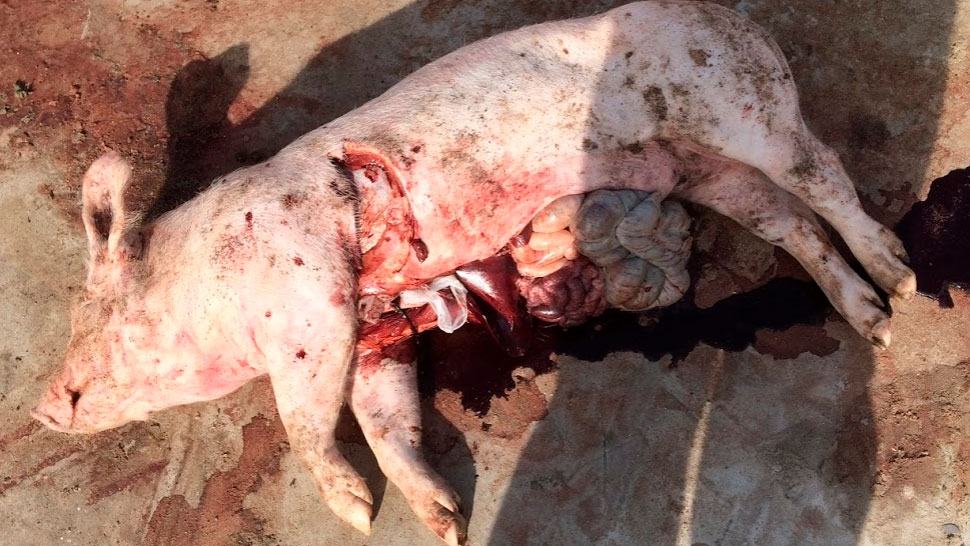 <p>Ryc. 4: Badanie na miejscu, widoczna zmiana zabarwienia krwi bez żadnych innych zmian.</p>
