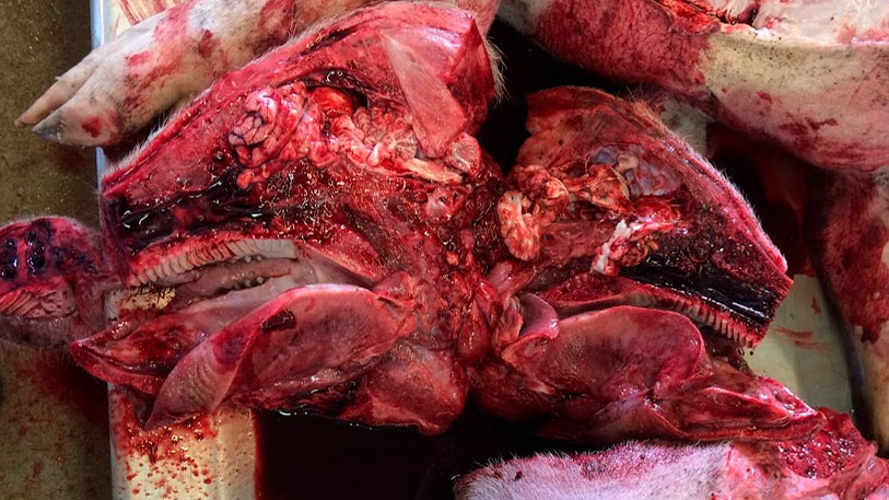 <p>Ryc. 6b: Badanie sekcyjne w laboratorium. Otwarcie głowy.</p>
