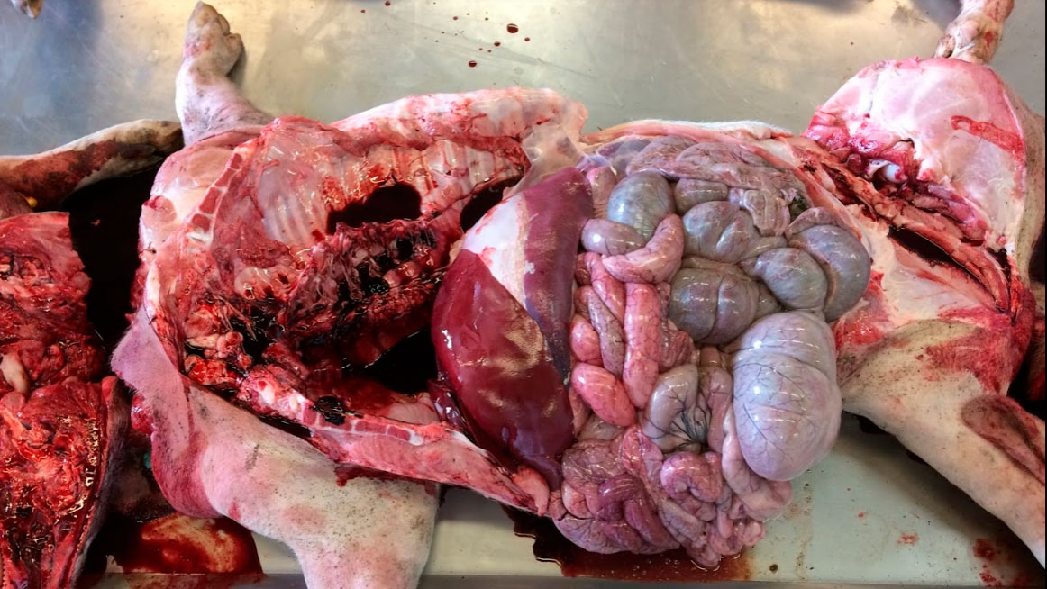 <p>Ryc. 6a: Badanie sekcyjne w laboratorium. Żadnych istotnych zmian, poza czekoladowym zabarwieniem krwi.</p>
