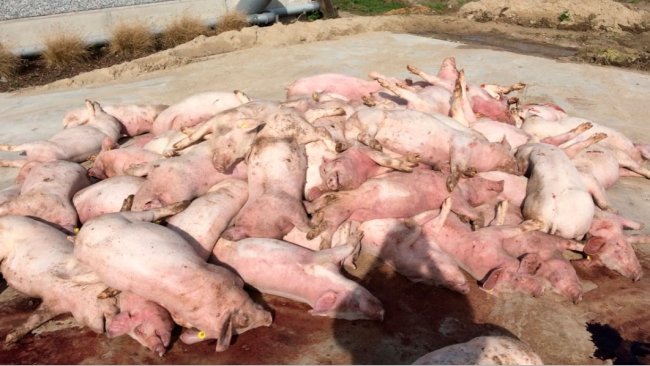 <p>Ryc. 3: Pierwszy obraz po przybyciu na fermę: stos martwych świń przed chlewnią. Rzuca się w oczy zmiana zabarwienie kończyn.</p>
