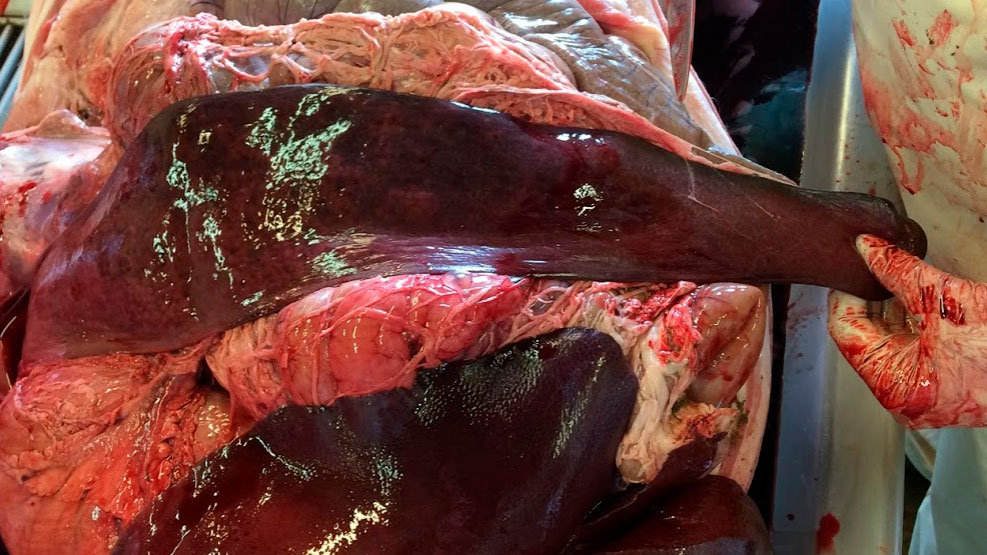 <p>Ryc. 7: <em>W badaniu sekcyjnym 6 świń&nbsp; stwierdzono 5x normalną śledzioną i 1x splenomegalię (reakcję śledziony na zatrucie?)</em></p>
