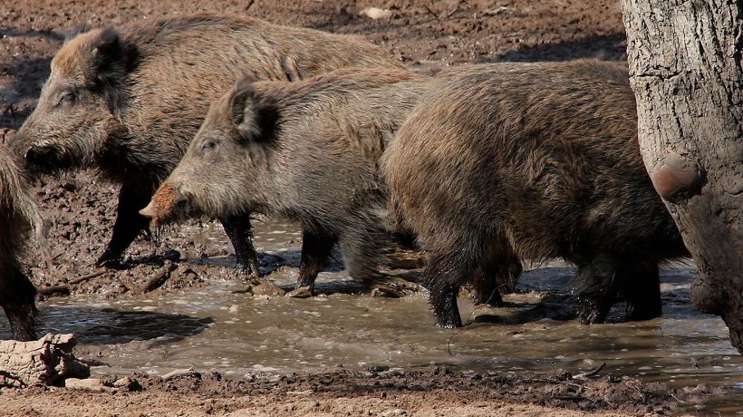 Dziki w sadzawce. Liczba i rozmieszczenie dzik&oacute;w zależy od dostępności wody i żywności.
