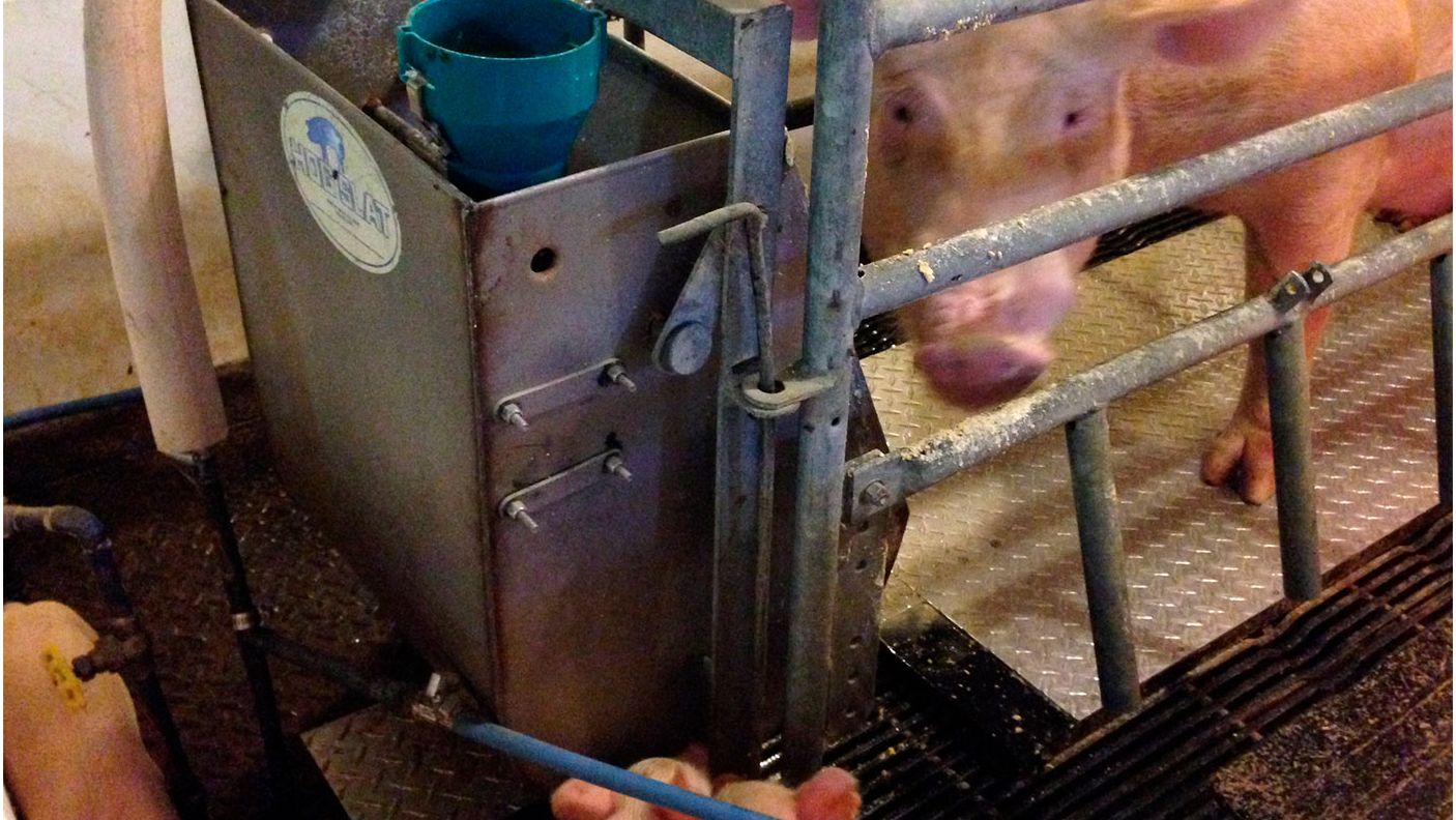 Fot. 2 &ndash; prototyp maty chłodzącej Purdue testowany na porod&oacute;wce
