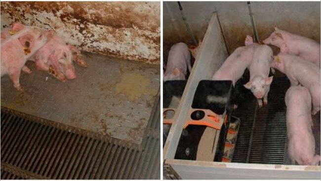 <p>Wykres 2 &ndash; świnie utrzymywane w brudnym (po lewej) i czystym (po prawej) środowisku w fazie prestarteru.</p>
