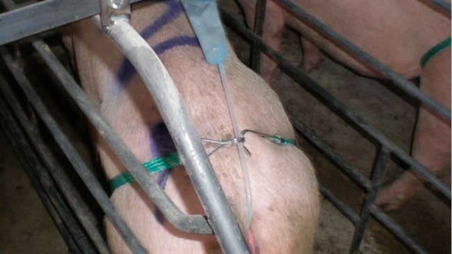 We administer the semen dose (better with a bag than with a tube).