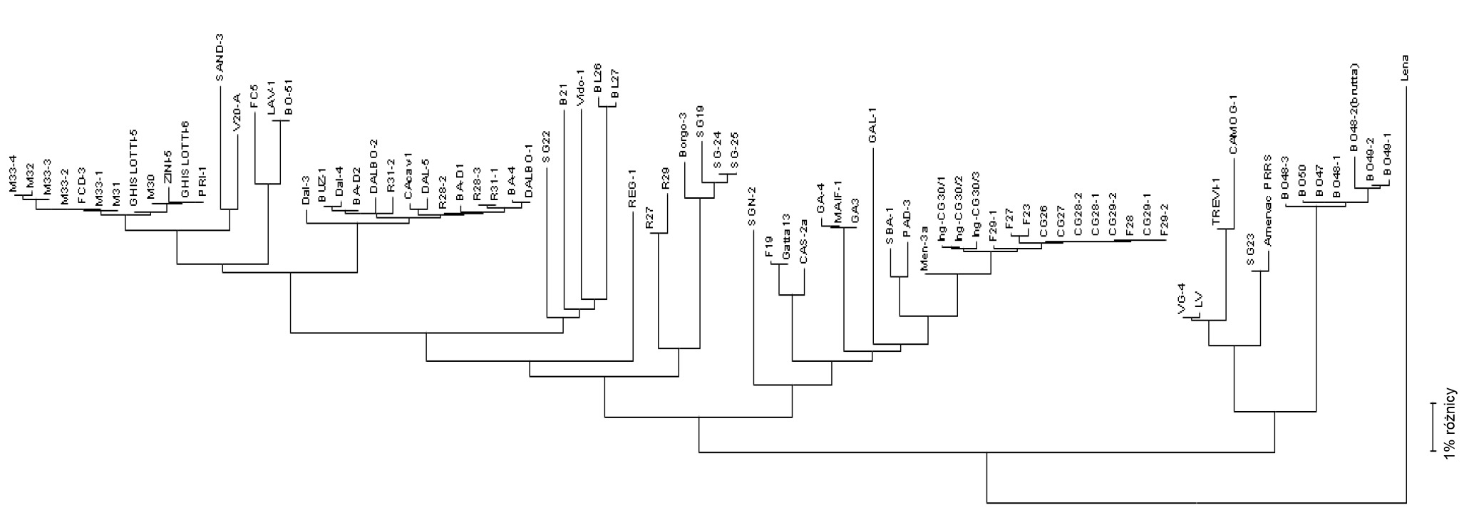 <p>Rysunek 3. Dendrogramy lub "drzewa filogenetyczne" są używane do graficznego przedstawienia stopnia podobieństwa (homologii) między r&oacute;żnymi PRRSV do referencyjnej sekwencji wirusa.</p>
