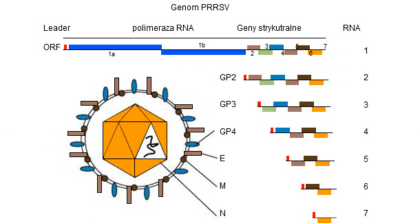 <p>Rysunek 1. Genom PRRSV to jednoniciowa cząsteczka RNA.</p>
